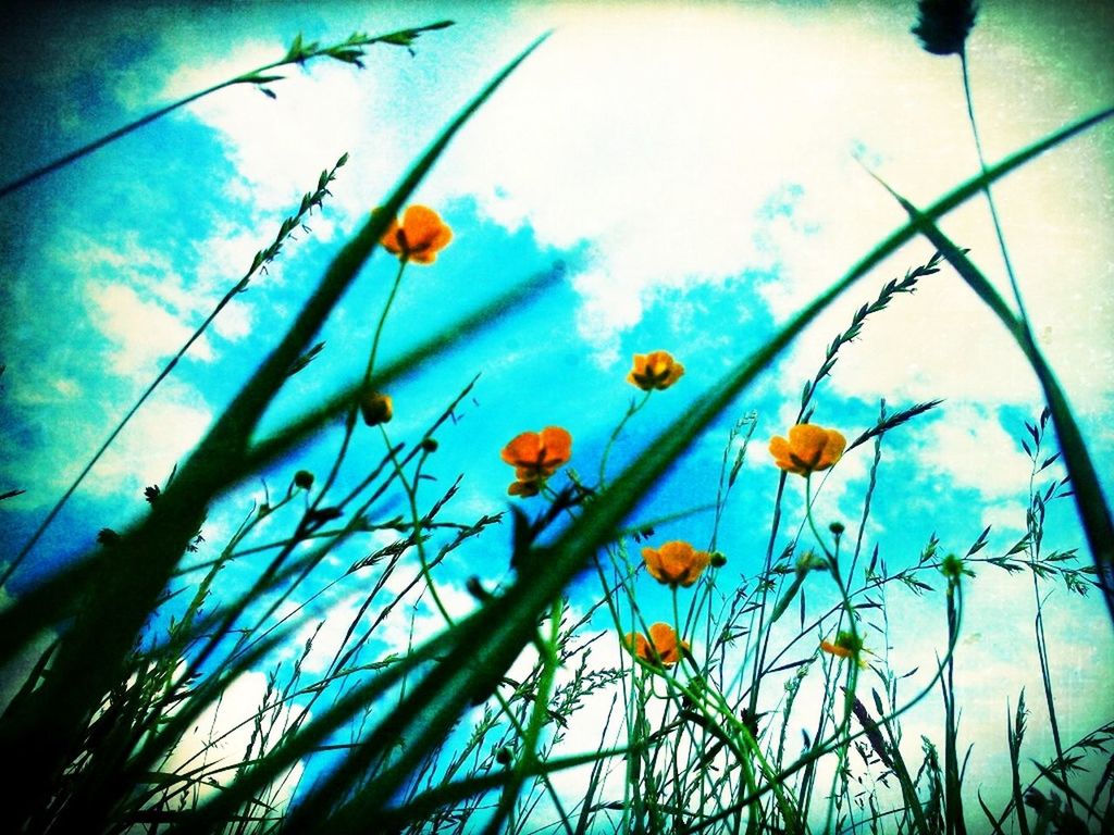 low angle view, sky, growth, blue, plant, flower, nature, fragility, leaf, stem, beauty in nature, freshness, close-up, twig, day, branch, outdoors, no people, cloud, cloud - sky