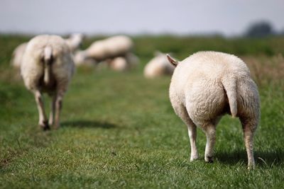 Rear view of sheep on grassy field