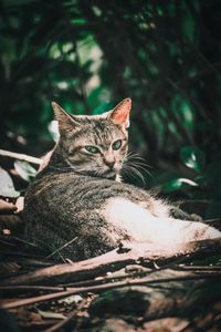 Close-up of cat