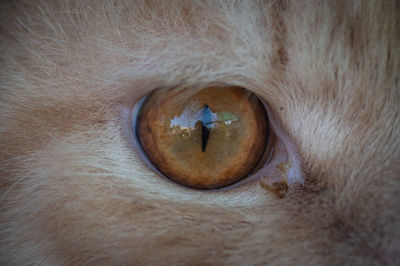 Close-up of cat