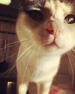 Close-up portrait of a cat