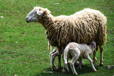 Sheep standing in a field