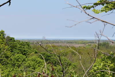 Trees growing on field