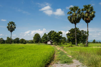 Farmer wooden cabin with paddy rice fields and sugar palm tree during cultivation season