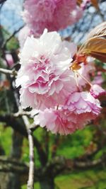 Close-up of pink flowers