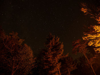 Low angle view of trees against sky at night