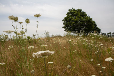 Scenic view of grassy field against sky