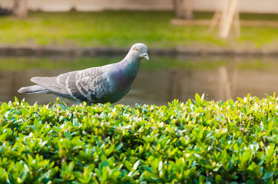 Side view of a bird on field