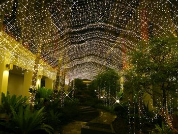 Close-up of illuminated trees at night