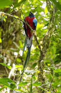 Low angle view of bird perching on branch