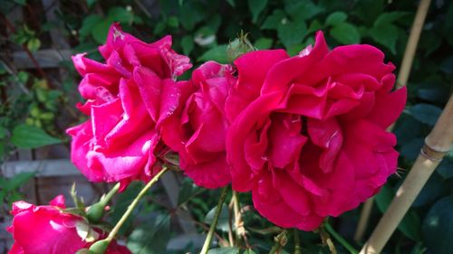 Close-up of pink rose blooming outdoors