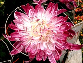 Close-up of pink flower