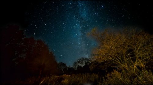 Low angle view of trees against sky at night