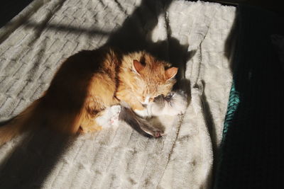 High angle view of cat sleeping