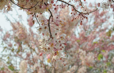 Close-up of pink cherry blossoms in spring