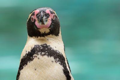 Close-up portrait of penguin outdoors