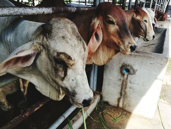 Close-up of cows