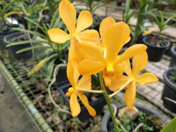 Close-up of yellow flowers blooming outdoors