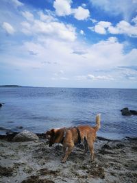 View of dog on beach against sky