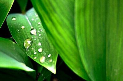 Full frame shot of water drops on leaf