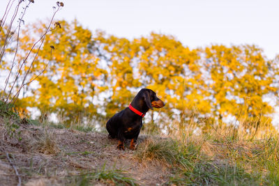 Black dog looking away on field