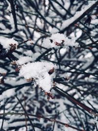 Close-up of snow on tree during winter