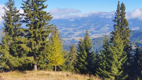 Scenic view of pine trees against sky