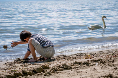 Child playing sands on beach while swan swimming in water.  little boy with cygnus olor. mute swan. 