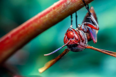 Close-up of wasp on a leaf