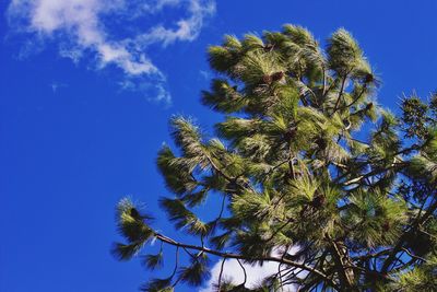 Low angle view of cactus against blue sky