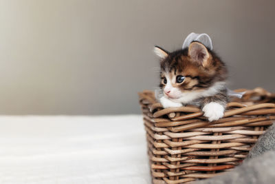 Cat looking away in basket