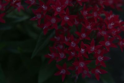 Close-up of red flowers