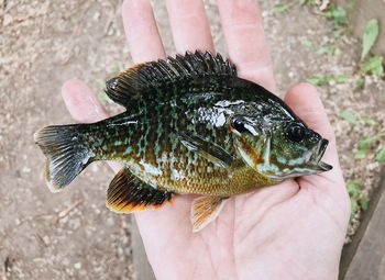 Close-up of hand holding fish