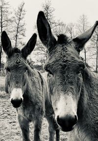 Close-up donkeys
