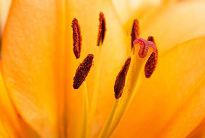 Closeup of a daylily flower