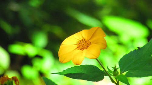 Close-up of yellow flower