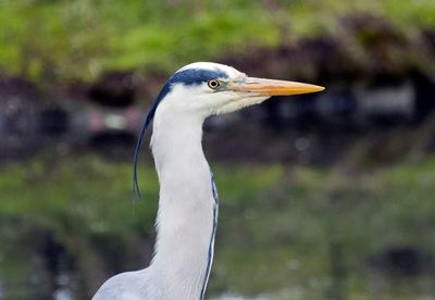 Close-up of a bird looking away