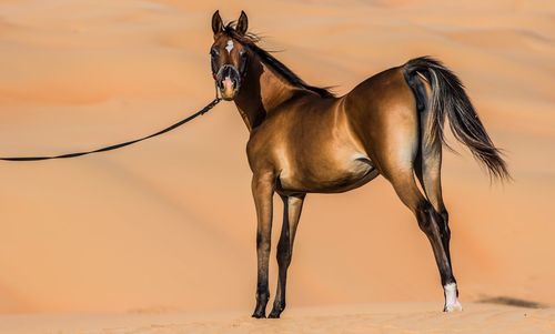 Horse standing on sand