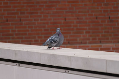 Pigeons kissing on retaining wall