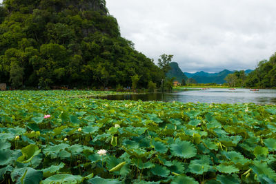 Lotus water lily in lake against sky