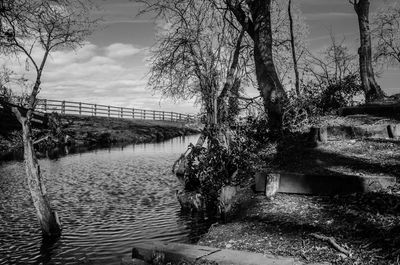 Trees by bridge against sky