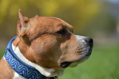 Close-up of a dog looking away