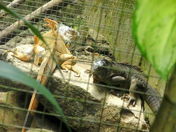 High angle view of iguanas seen through fence