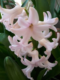 Close-up of white flowers blooming outdoors