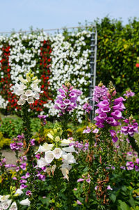 Close-up of flowers blooming outdoors
