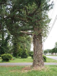 Road amidst trees on field