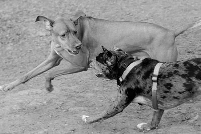 Side view of fighting dogs