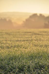 Close-up of fresh yellow flower field