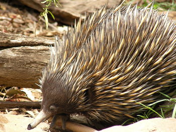 Close-up of a echidna on a field