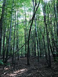 View of trees in forest